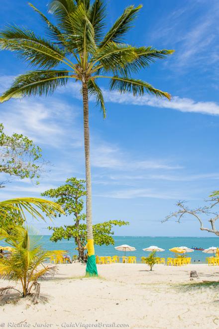 Imagem de um coqueiro enorme da Praia Coroa Vermelha.